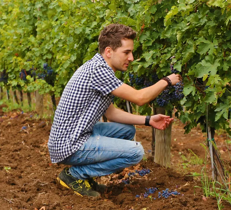 Petro Vaselo Winery